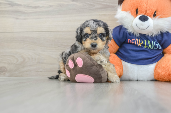 Cockapoo Puppy for Adoption