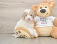8 week old Cockapoo Puppy For Sale - Pilesgrove Pups