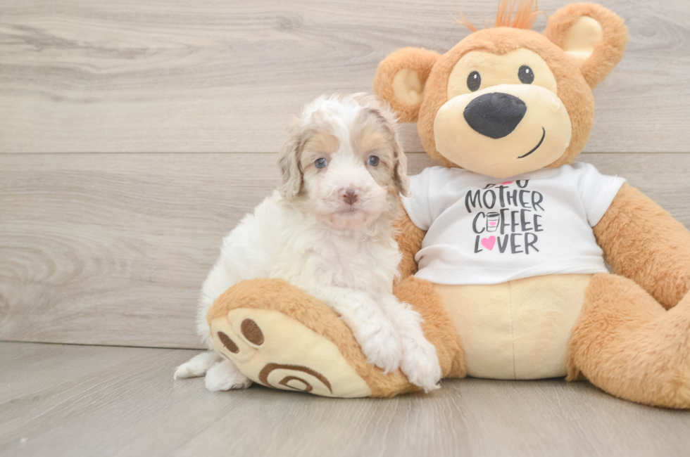 6 week old Cockapoo Puppy For Sale - Pilesgrove Pups