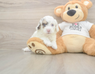 5 week old Cockapoo Puppy For Sale - Pilesgrove Pups