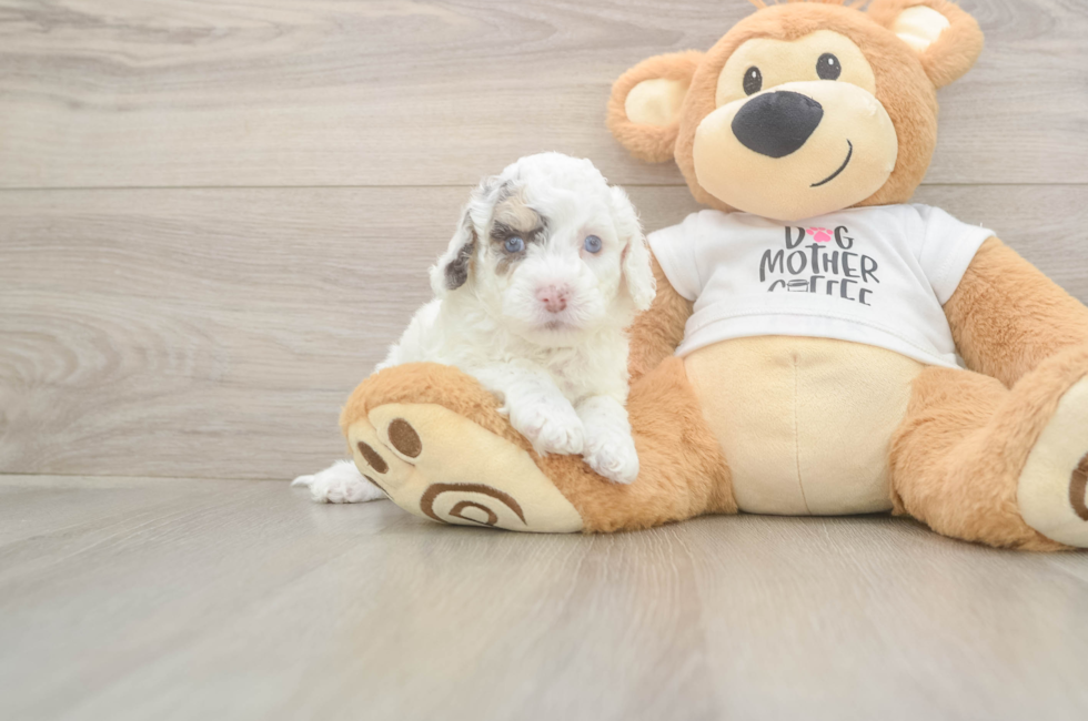5 week old Cockapoo Puppy For Sale - Pilesgrove Pups