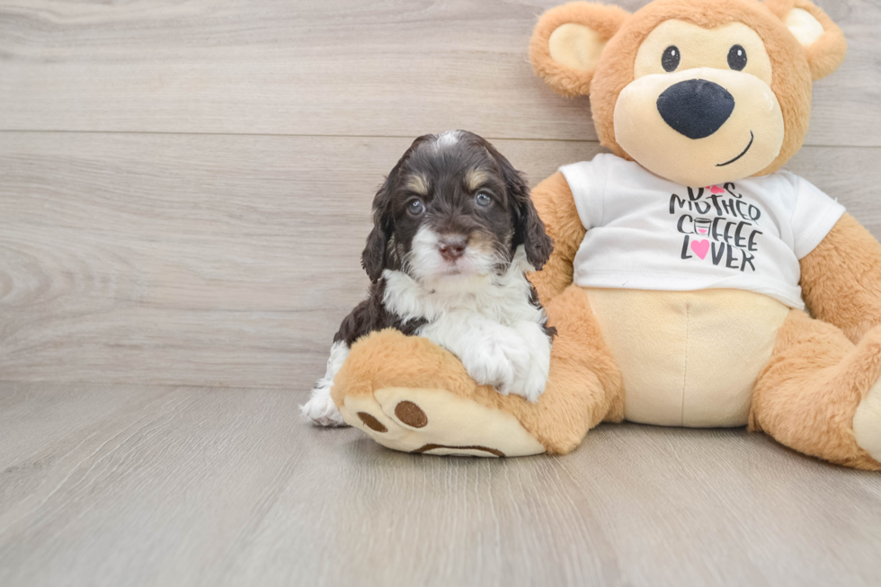 Funny Cockapoo Poodle Mix Pup