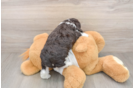 Smart Cockapoo Poodle Mix Pup