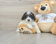 8 week old Cockapoo Puppy For Sale - Pilesgrove Pups