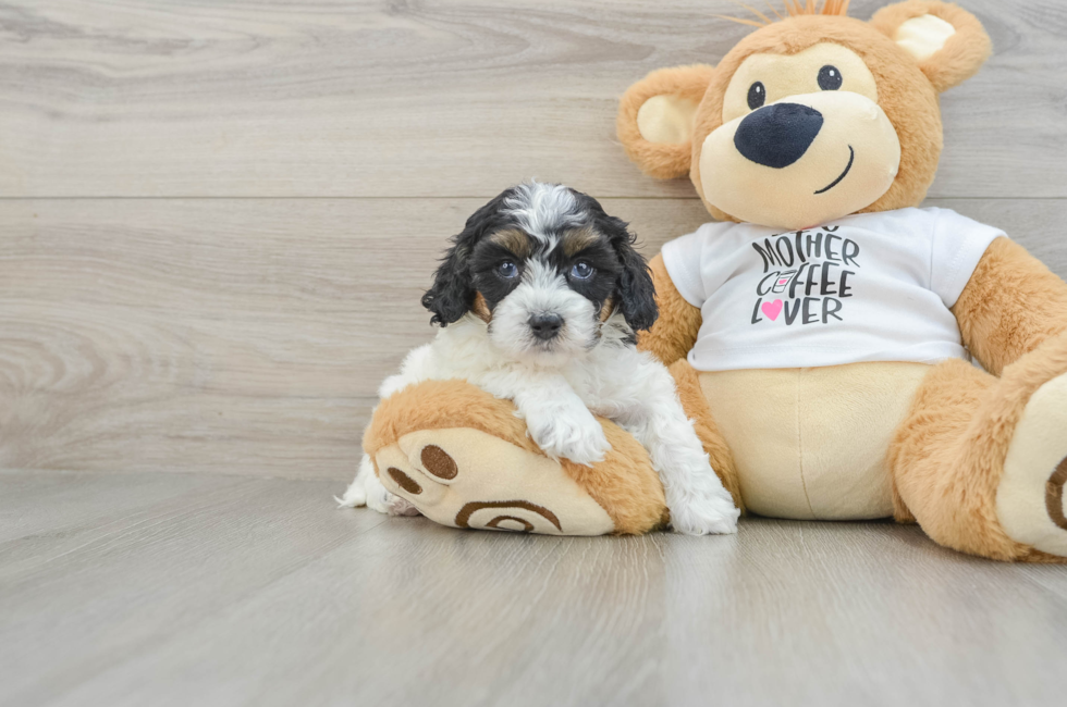 8 week old Cockapoo Puppy For Sale - Pilesgrove Pups