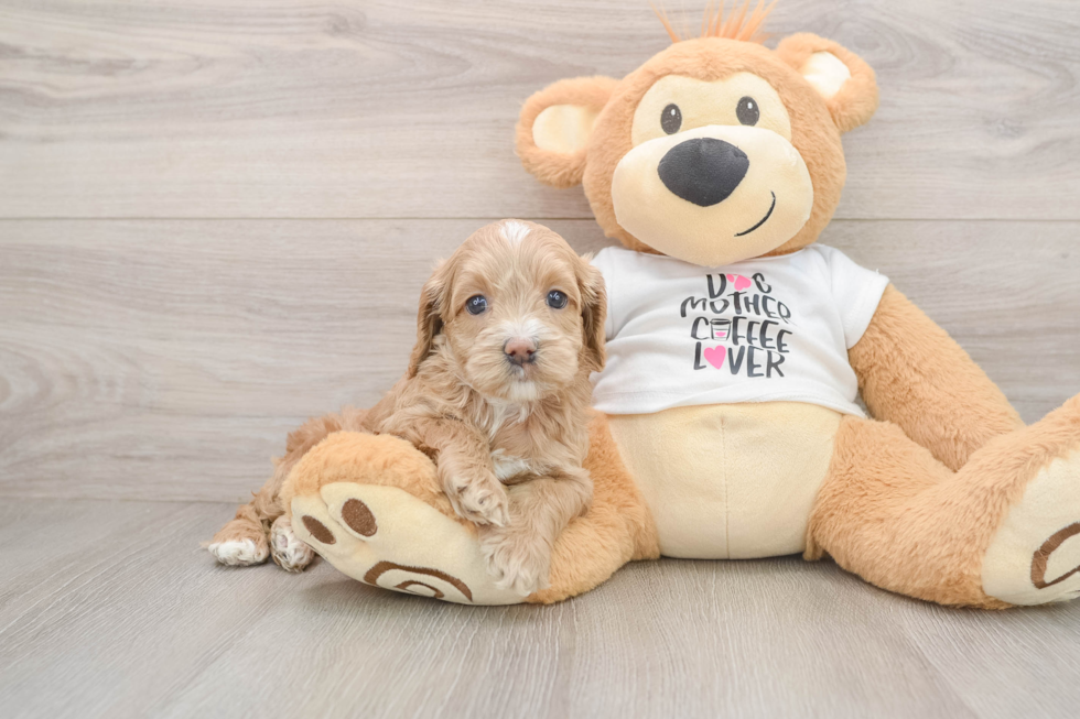 Cute Cockapoo Baby