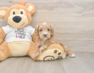 6 week old Cockapoo Puppy For Sale - Pilesgrove Pups