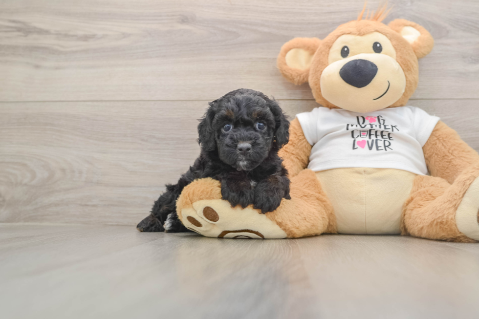Smart Cockapoo Poodle Mix Pup