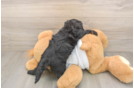Smart Cockapoo Poodle Mix Pup