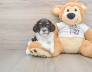 8 week old Cockapoo Puppy For Sale - Pilesgrove Pups