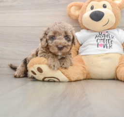 6 week old Cockapoo Puppy For Sale - Pilesgrove Pups
