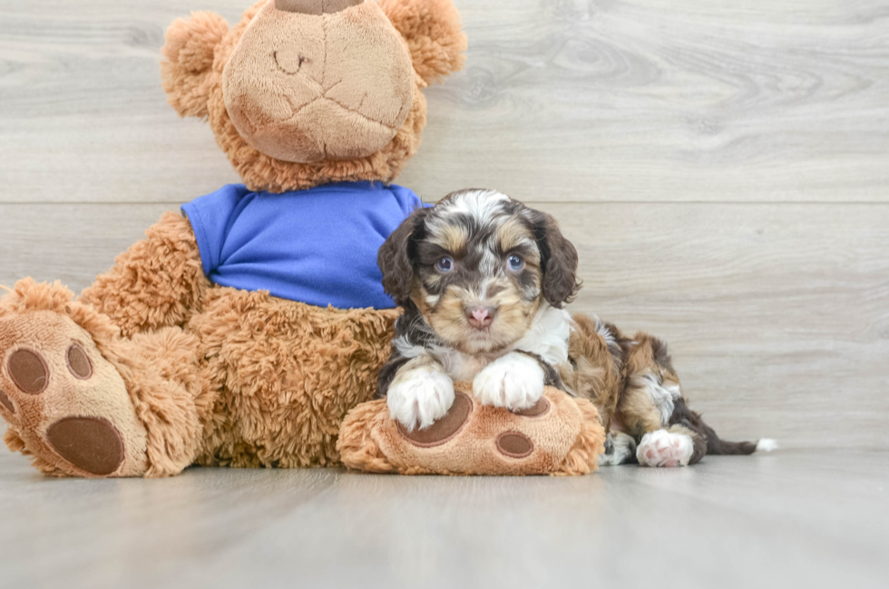 7 week old Cockapoo Puppy For Sale - Pilesgrove Pups