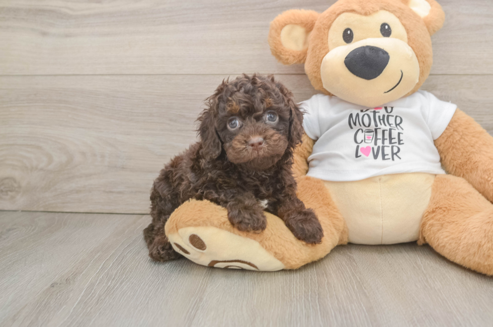 6 week old Cockapoo Puppy For Sale - Pilesgrove Pups