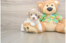 Cockapoo Puppy for Adoption