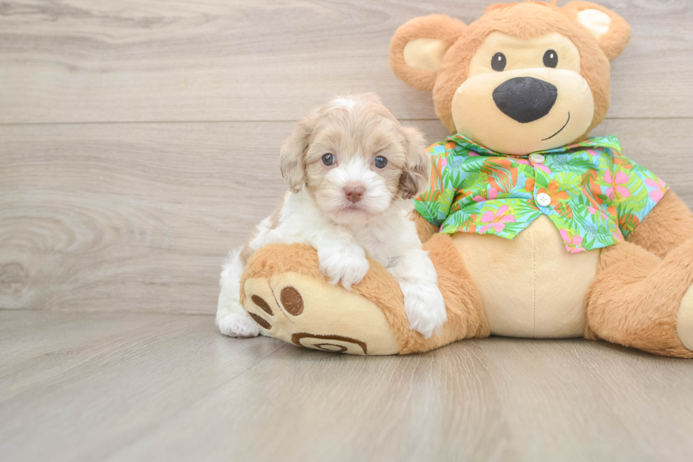 Cockapoo Puppy for Adoption