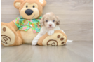 Petite Cockapoo Poodle Mix Pup