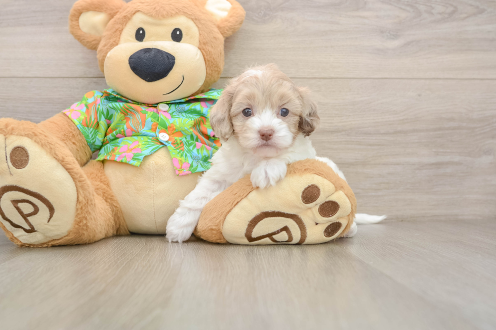 Petite Cockapoo Poodle Mix Pup