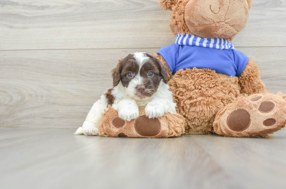 6 week old Cockapoo Puppy For Sale - Pilesgrove Pups