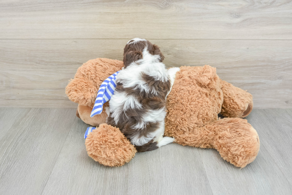 Best Cockapoo Baby