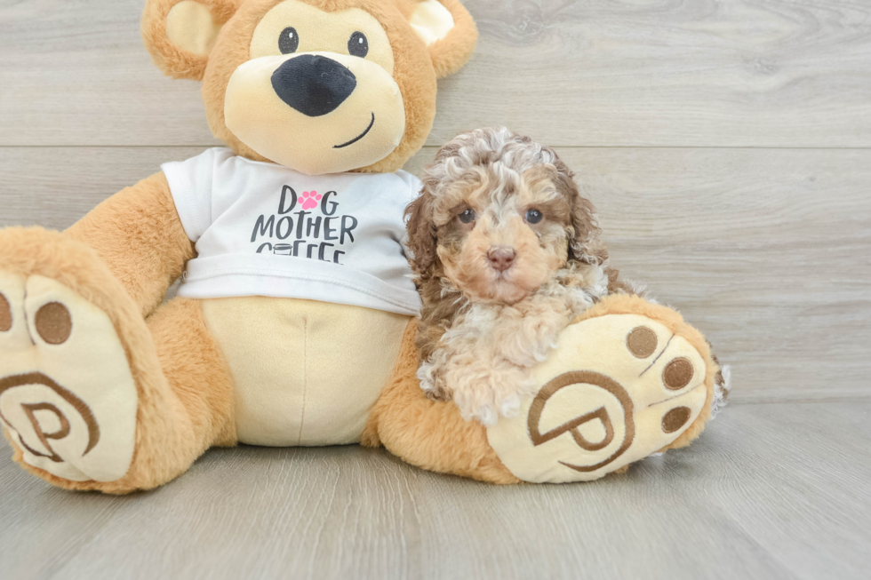 Funny Cockapoo Poodle Mix Pup