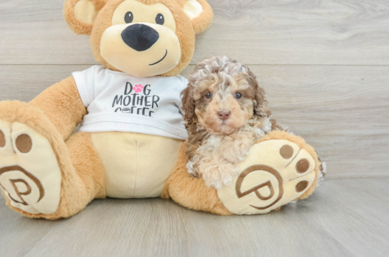 Funny Cockapoo Poodle Mix Pup