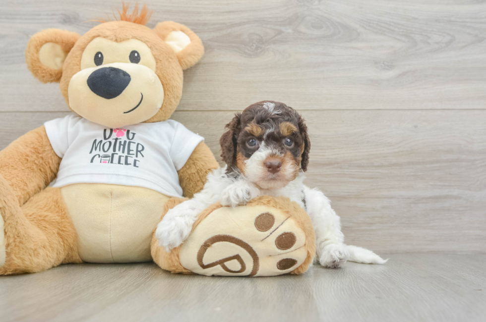 5 week old Cockapoo Puppy For Sale - Pilesgrove Pups