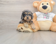 8 week old Cockapoo Puppy For Sale - Pilesgrove Pups