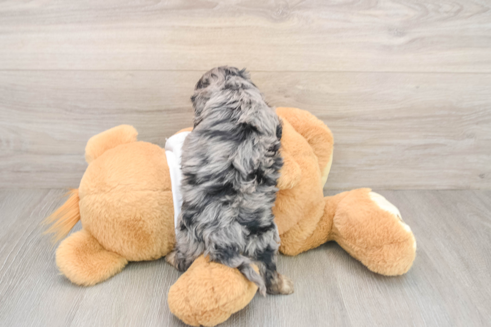 Sweet Cockapoo Baby