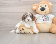 7 week old Cockapoo Puppy For Sale - Pilesgrove Pups