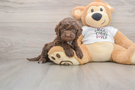 Best Cockapoo Baby