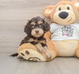 5 week old Cockapoo Puppy For Sale - Pilesgrove Pups