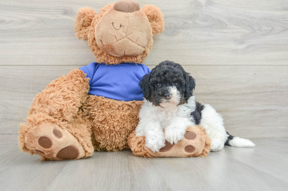 7 week old Cockapoo Puppy For Sale - Pilesgrove Pups