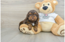 Cockapoo Pup Being Cute