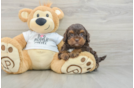 Cockapoo Pup Being Cute