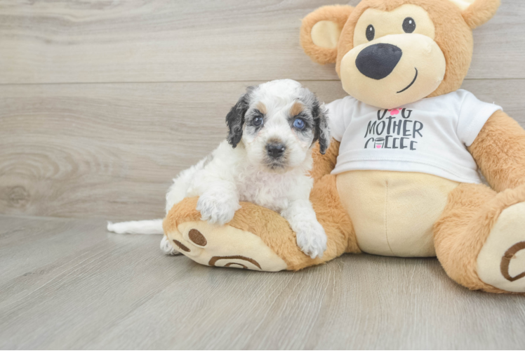 Energetic Cocker Doodle Poodle Mix Puppy