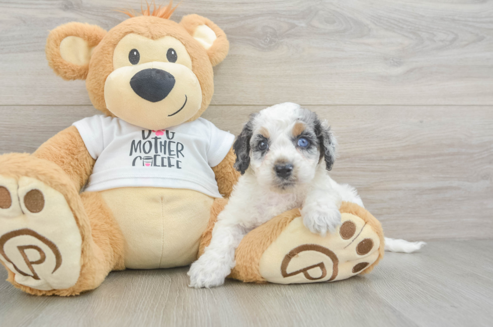 5 week old Cockapoo Puppy For Sale - Pilesgrove Pups