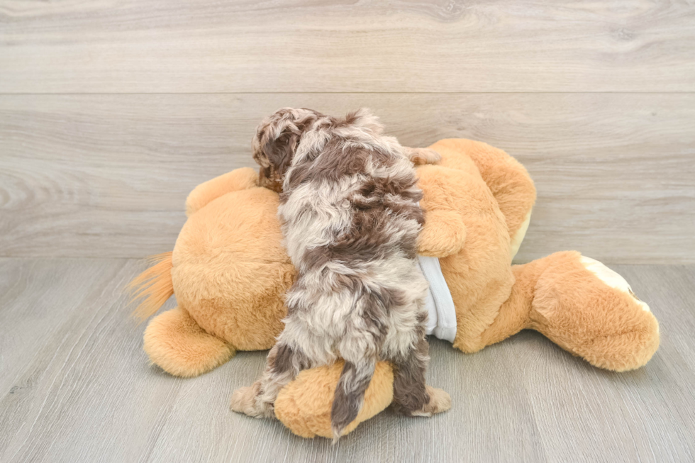 Popular Cockapoo Poodle Mix Pup