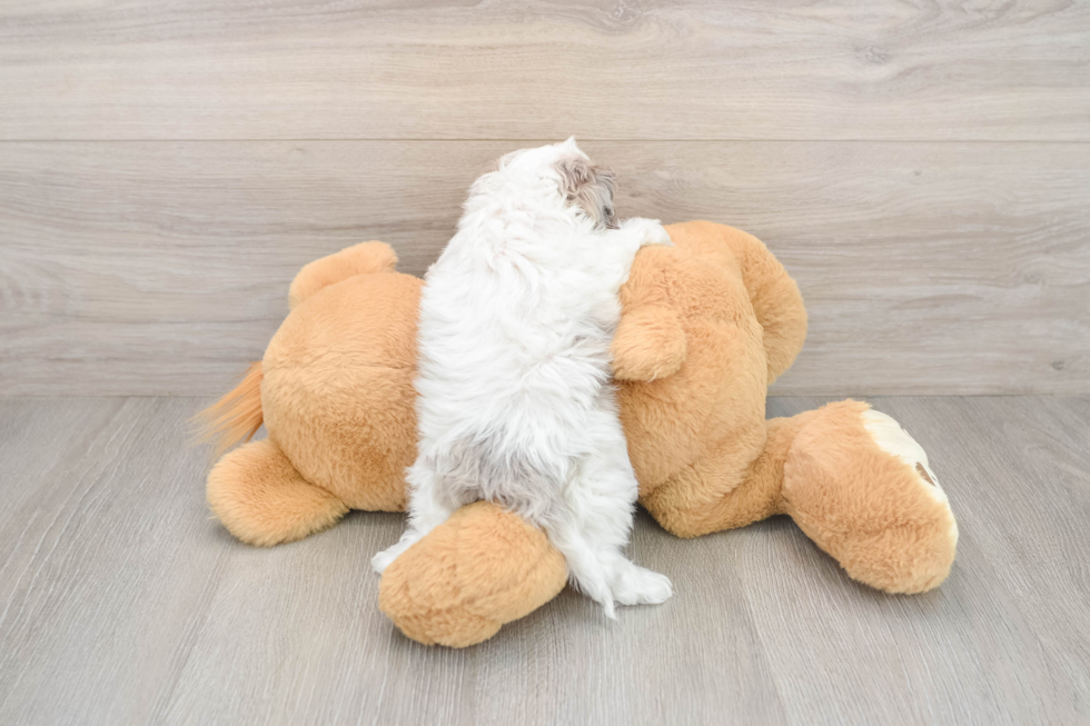 Adorable Cocker Doodle Poodle Mix Puppy