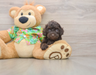 7 week old Cockapoo Puppy For Sale - Pilesgrove Pups