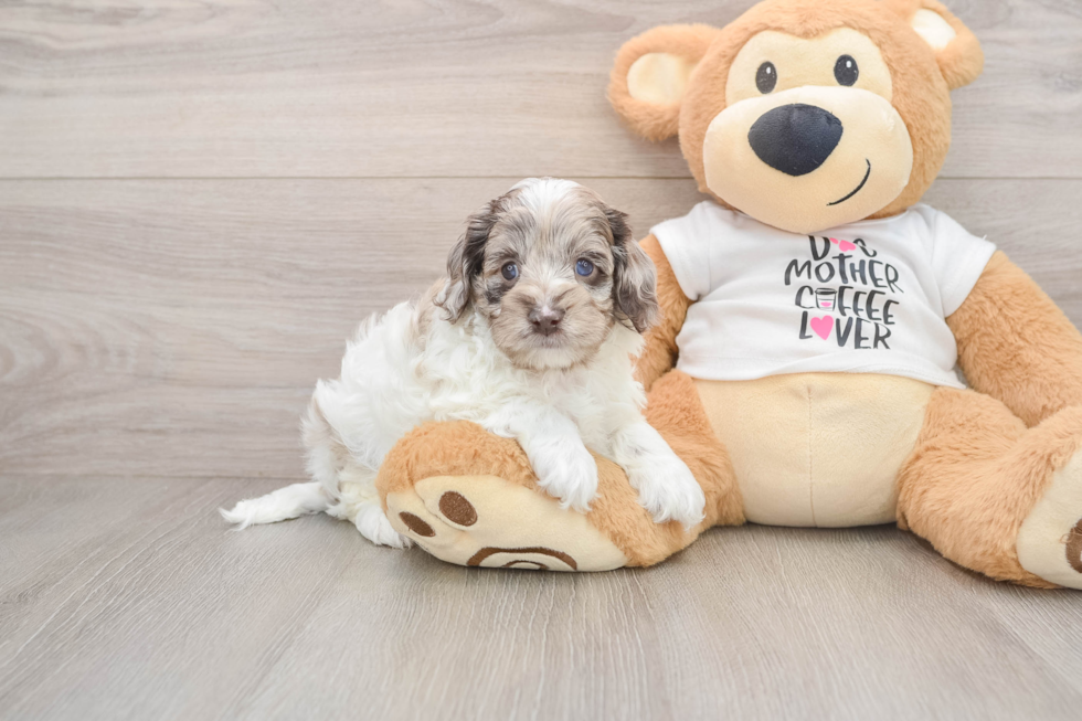 Smart Cockapoo Poodle Mix Pup