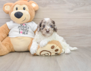 7 week old Cockapoo Puppy For Sale - Pilesgrove Pups
