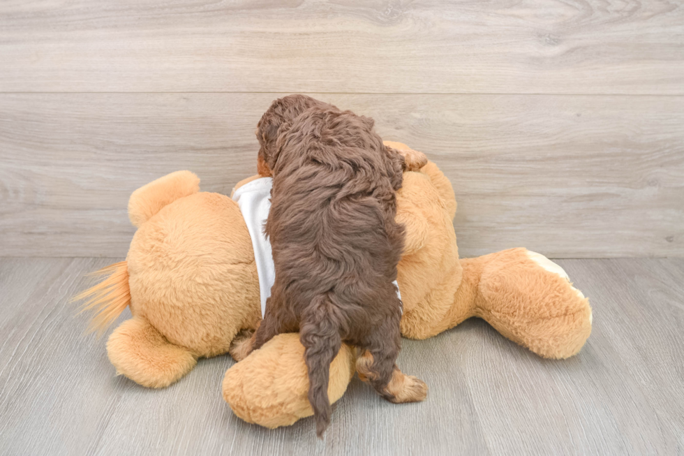 Best Cockapoo Baby