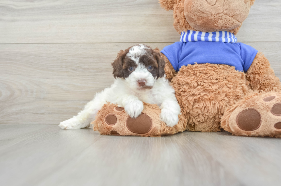 6 week old Cockapoo Puppy For Sale - Pilesgrove Pups