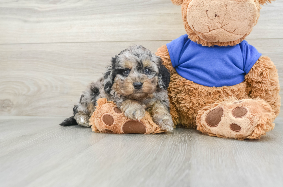 6 week old Cockapoo Puppy For Sale - Pilesgrove Pups