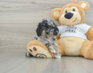 6 week old Cockapoo Puppy For Sale - Pilesgrove Pups