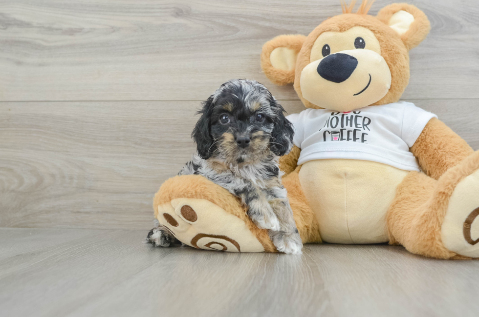 6 week old Cockapoo Puppy For Sale - Pilesgrove Pups