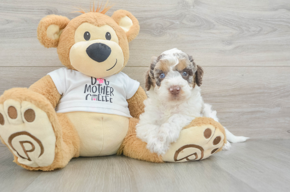 5 week old Cockapoo Puppy For Sale - Pilesgrove Pups
