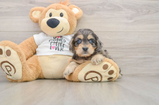 Cockapoo Puppy for Adoption