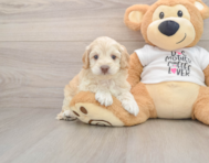 6 week old Cockapoo Puppy For Sale - Pilesgrove Pups