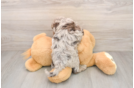 Best Cockapoo Baby